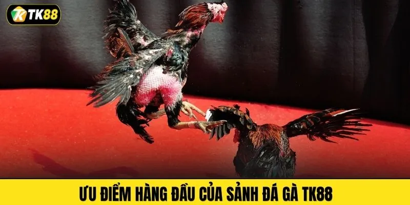 Ưu điểm hàng đầu của sảnh đá gà TK88